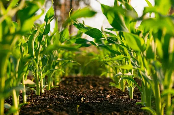 Agriculture ERP with Odoo 19, Crop Planning, Harvest Tracking & Farm Inventory Management