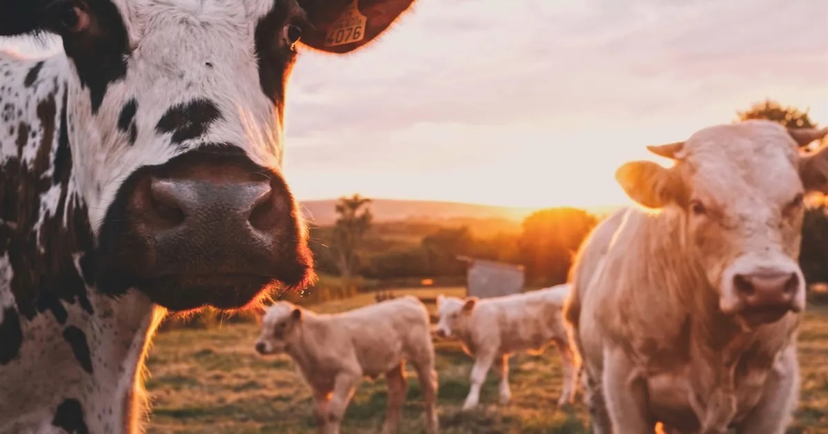 Agriculture ERP with Odoo 19: Planting to Harvest